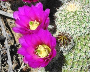 Echinocereus bonkerae (Bonker's hedgehog cactus)