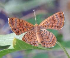 Fatal metalmark butterfly
