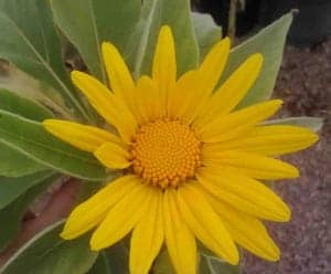 Tithonia fruticosa (Mexican sunflower)